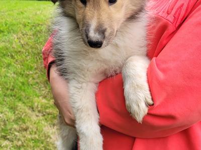 Rough Collie puppies for sale in Meath