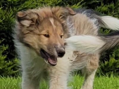Rough Collie puppies for sale in Meath
