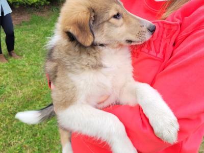 Rough Collie puppies for sale in Meath