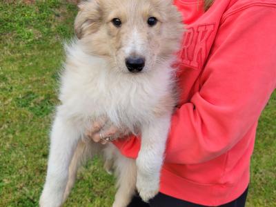 Rough Collie puppies for sale in Meath