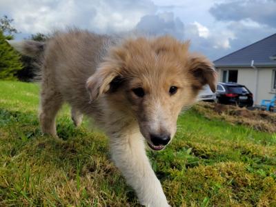 Rough Collie puppies for sale in Meath