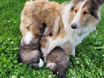 Rough Collie puppies for sale in Meath