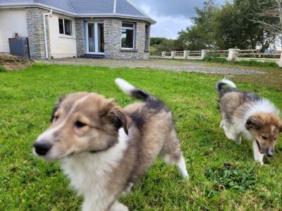 Rough Collie puppies for sale in Meath