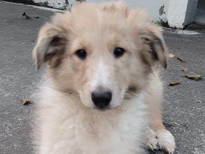Rough Collie puppies for sale in Meath