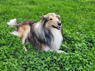Rough Collie puppies for sale in Meath