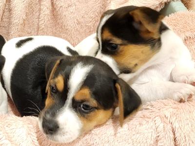 Jack Russell Terrier puppies in Wexford
