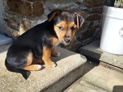Jack Russell Terrier puppies in Wexford