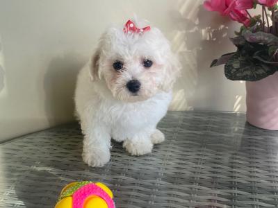Beautiful Maltese x Bichon Frise puppies (Maltichon) in Meath