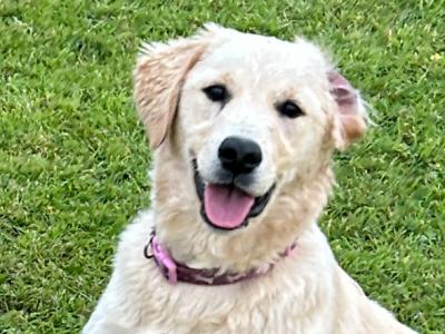 Gorgeous female purebred IKC Registered Golden Retriever puppy 9 months old in Galway