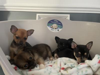Male beautiful Chihuahua puppy in Galway ready for new homes