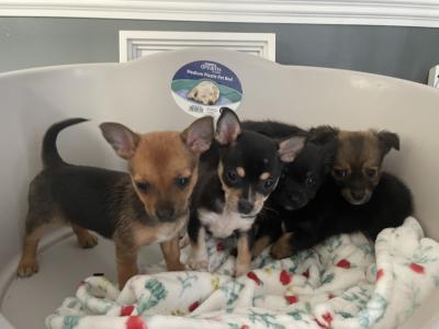 Male beautiful Chihuahua puppy in Galway ready for new homes