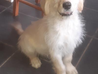 Goldendoodle puppies in Leitrim