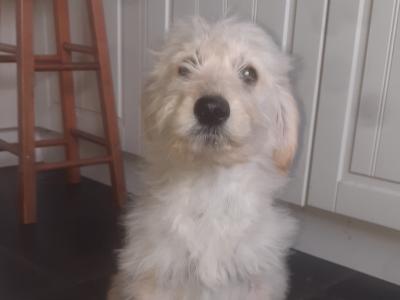Goldendoodle puppies in Leitrim