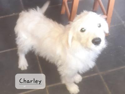 Goldendoodle puppies in Leitrim
