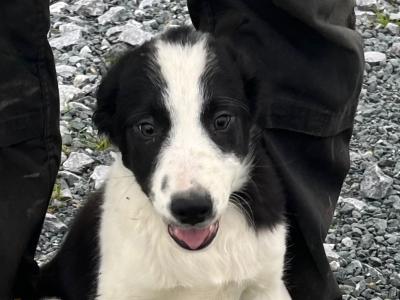 2 Border Collie puppies in Galway