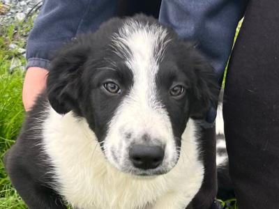 2 Border Collie puppies in Galway