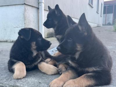 German Shepherd puppies for sale in Cavan