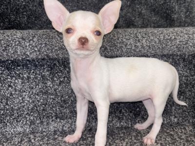 5/10/25chihuahua puppies  still available. WhatsApp +353852161874