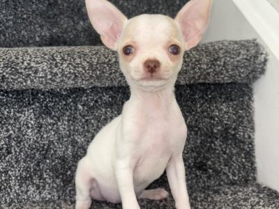 5/10/25chihuahua puppies  still available. WhatsApp +353852161874