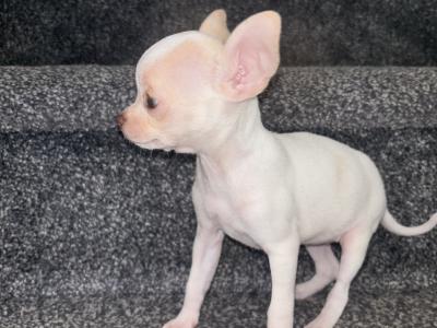 5/10/25chihuahua puppies  still available. WhatsApp +353852161874
