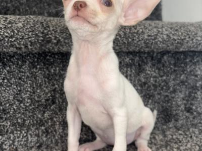 5/10/25chihuahua puppies  still available. WhatsApp +353852161874