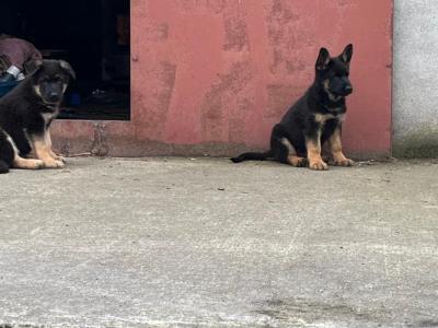 German Shepherd puppies for sale in Cavan