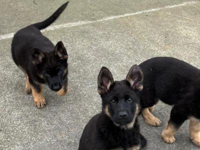 German Shepherd puppies for sale in Cavan