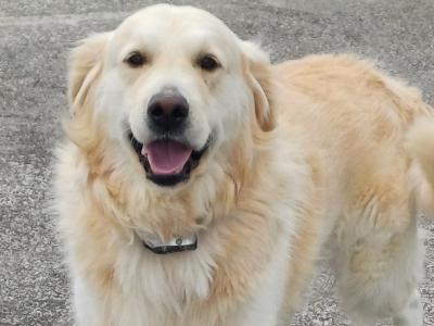 Male Golden Retrievers for Stud