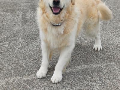 Male Golden Retrievers for Stud