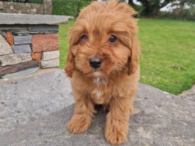 Red Cavapoo puppies in Wexford