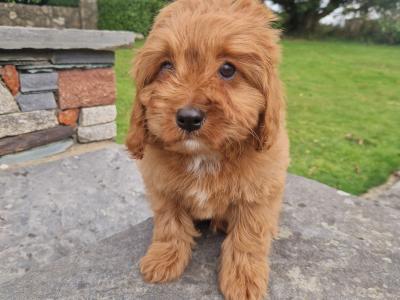 Red Cavapoo puppies in Wexford