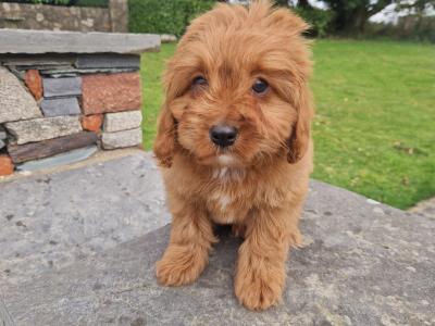 Red Cavapoo puppies in Wexford