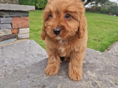 Red Cavapoo puppies in Wexford