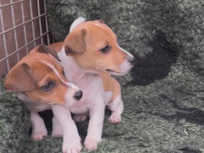 Purebred Jack Russell puppies in Tipperary