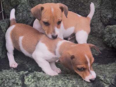 Purebred Jack Russell puppies in Tipperary