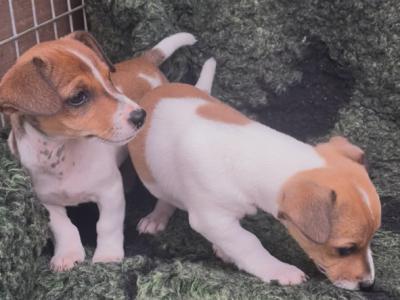 Purebred Jack Russell puppies in Tipperary