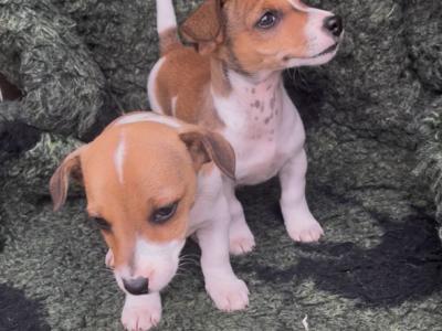 Purebred Jack Russell puppies in Tipperary