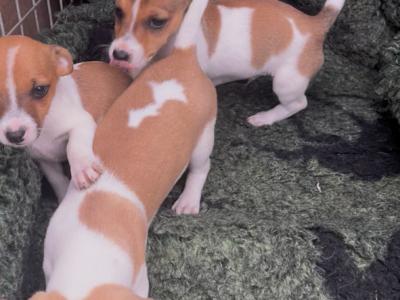 Purebred Jack Russell puppies in Tipperary