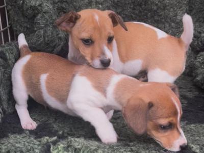 Purebred Jack Russell puppies in Tipperary