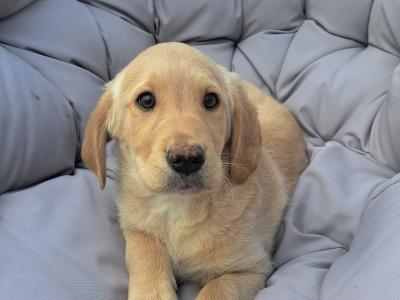 Male Labrador x Golden Retriever Retriever puppy in Monaghan