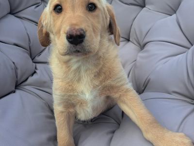Male Labrador x Golden Retriever Retriever puppy in Monaghan