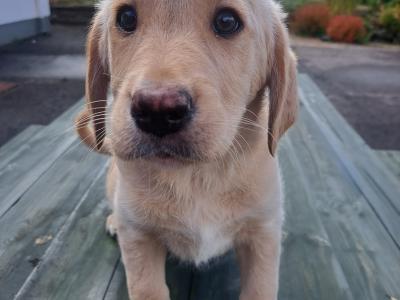 Male Labrador x Golden Retriever Retriever puppy in Monaghan