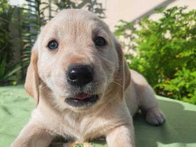 Male Labrador x Golden Retriever Retriever puppy in Monaghan