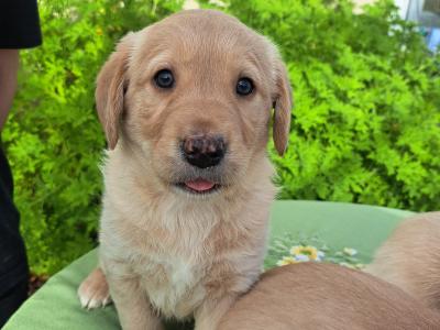 Male Labrador x Golden Retriever Retriever puppy in Monaghan