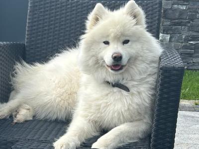 Female purebred Samoyed for sale in Cork