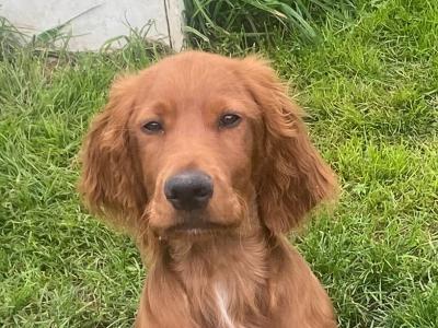 IKC Registered male Irish Red Setter puppy in Tipperary