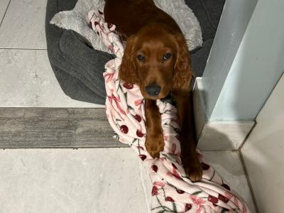IKC Registered male Irish Red Setter puppy in Tipperary