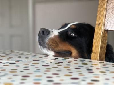 5 IKC Registered Bernese Mountain Dog puppies in Carlow
