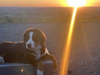 5 IKC Registered Bernese Mountain Dog puppies in Carlow