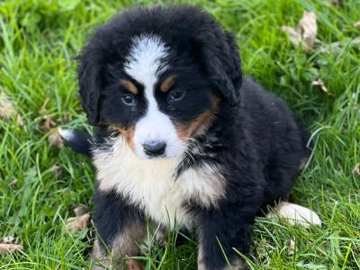 5 IKC Registered Bernese Mountain Dog puppies in Carlow